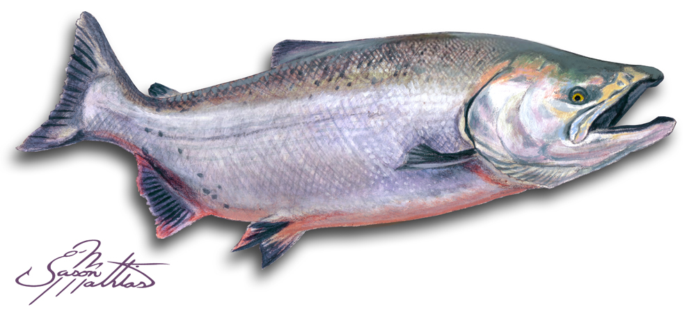 chinook salmon illustration high resolution free download