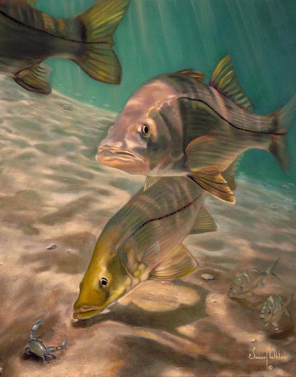 snook-art-jason-mathias-inshore-fishing-art-gamefish-art-sport-fish-art-underwater.jpg