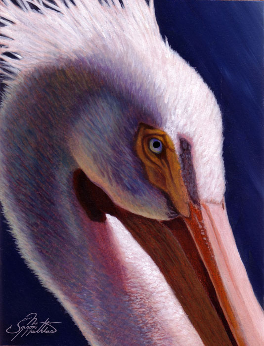 white-pelican.jpg